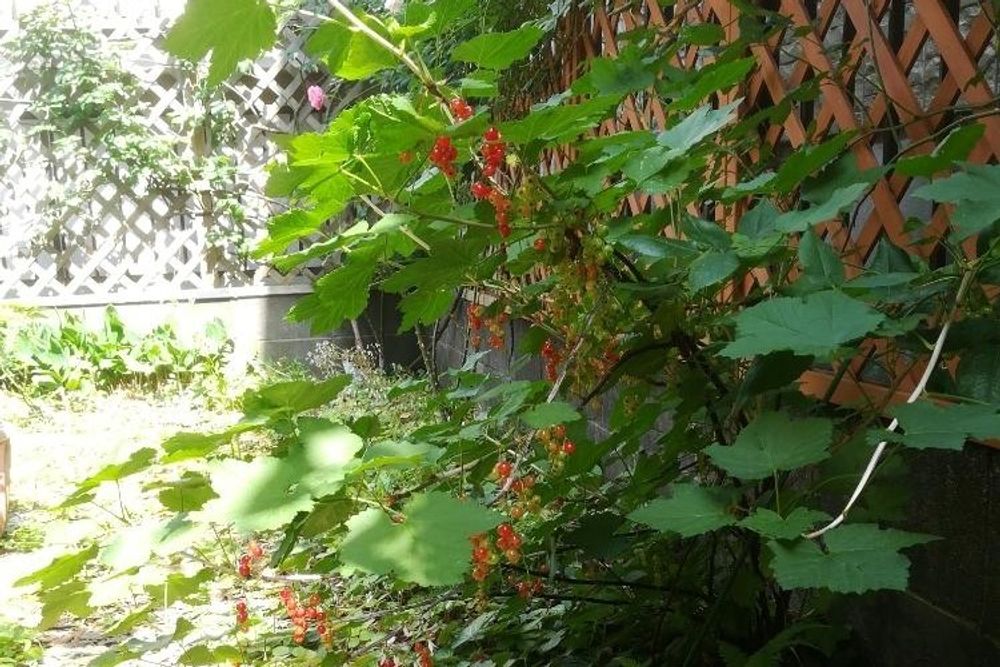 レッドカラント　Photo by Mさん