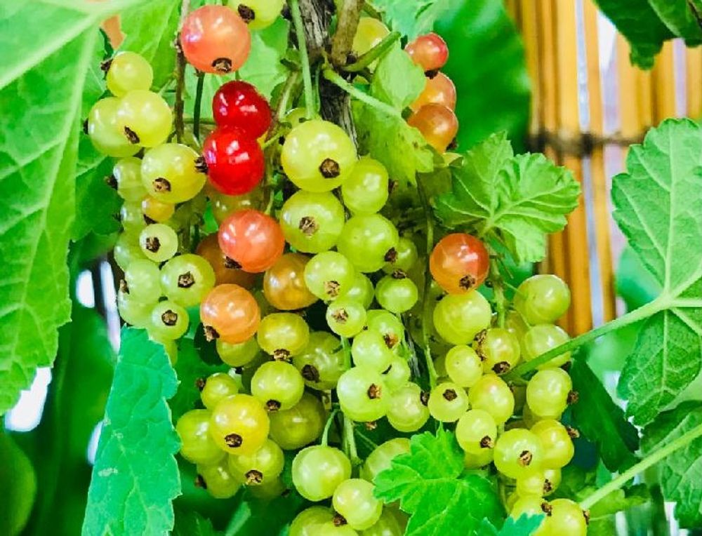 レッドカラント(フサスグリ)　緑色の実