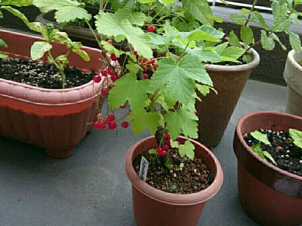 レッドカラント(フサスグリ)　鉢植え　赤い実