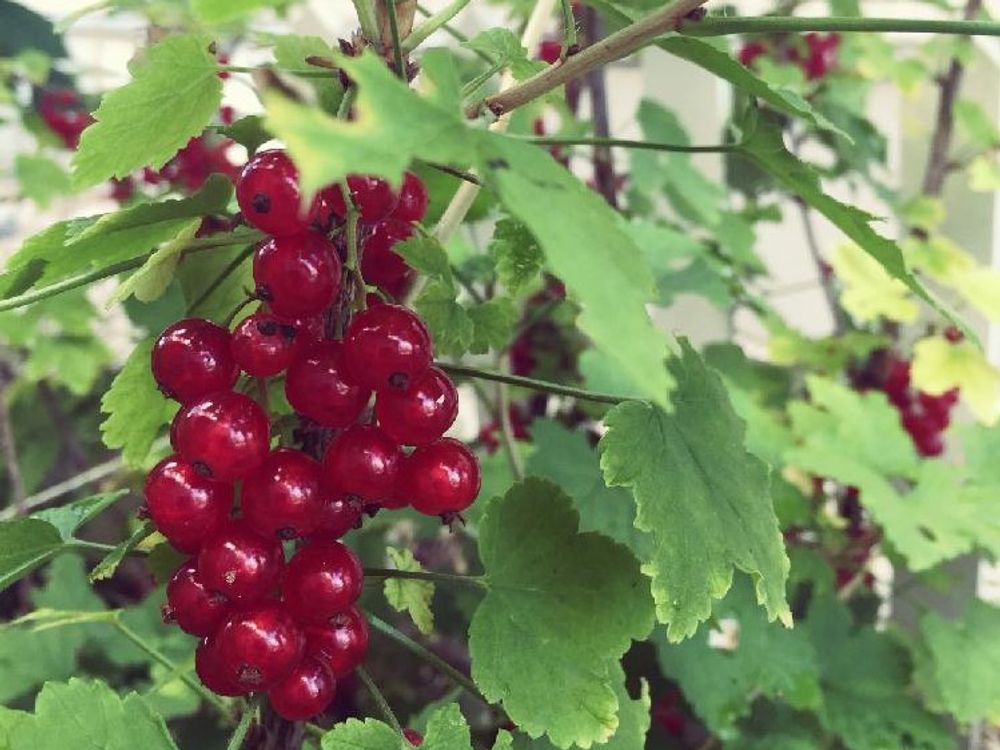 レッドカラント(フサスグリ)　赤い実