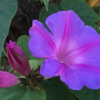 ノアサガオ(琉球朝顔)の育て方｜苗の植え付け時期や増やし方は？の画像