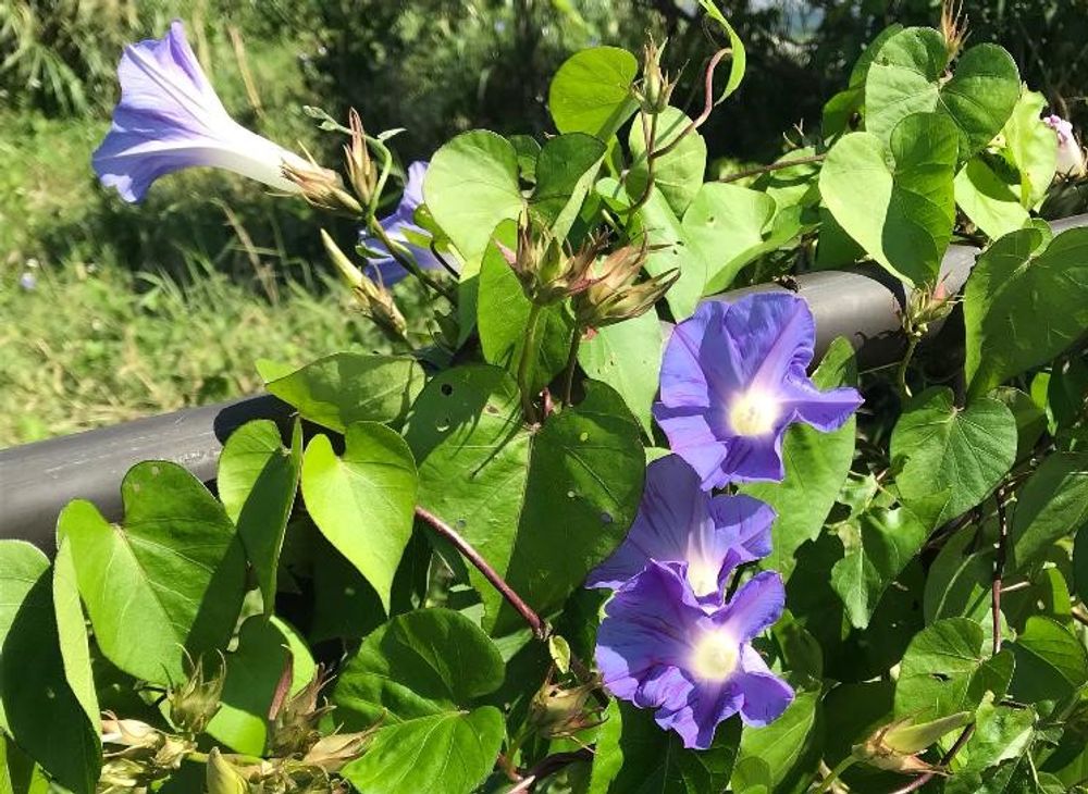 ノアサガオ琉球朝顔の育て方｜苗の植え付け時期や増やし方は？｜🍀greensnap（グリーンスナップ）