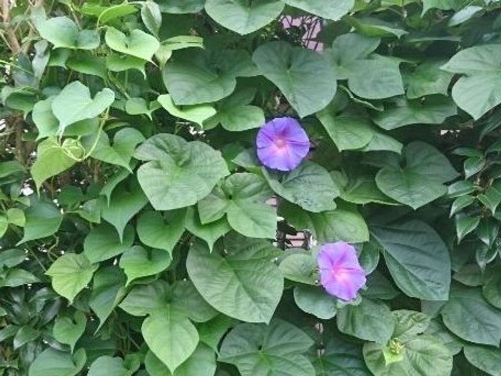 ノアサガオ(琉球朝顔)　紫色の花