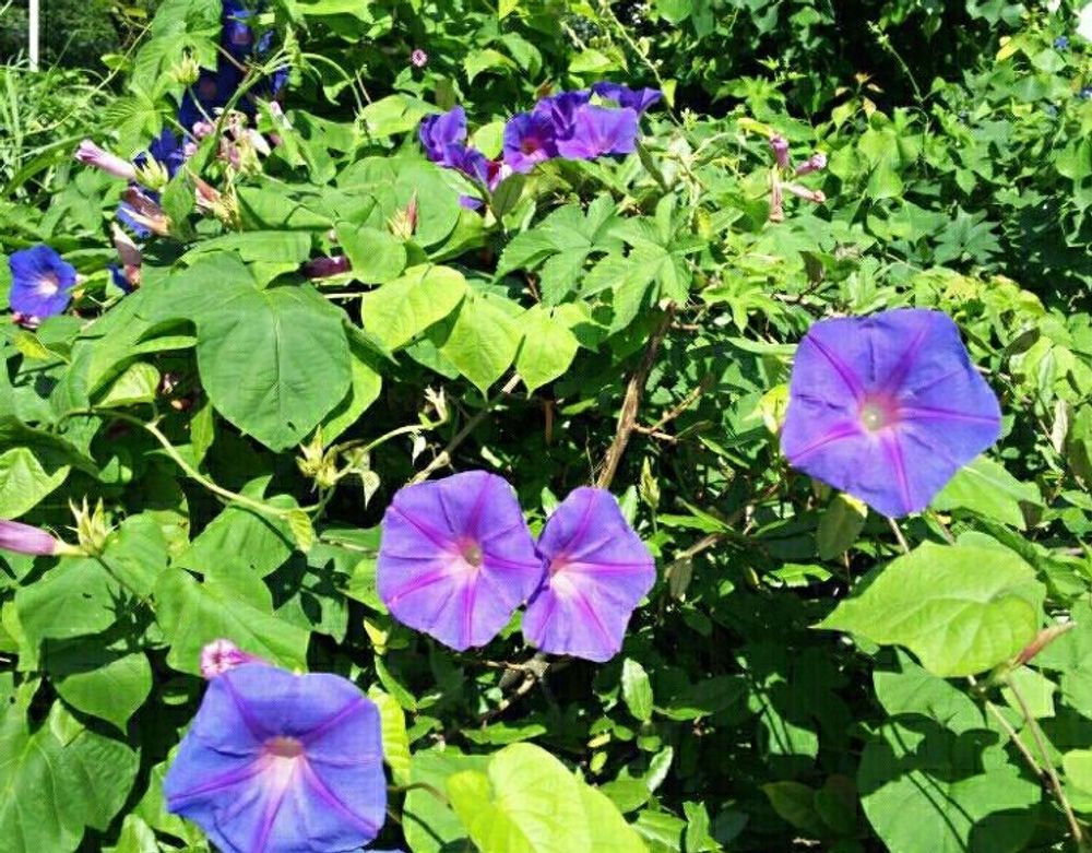 ノアサガオ(琉球朝顔)　紫色の花　日向