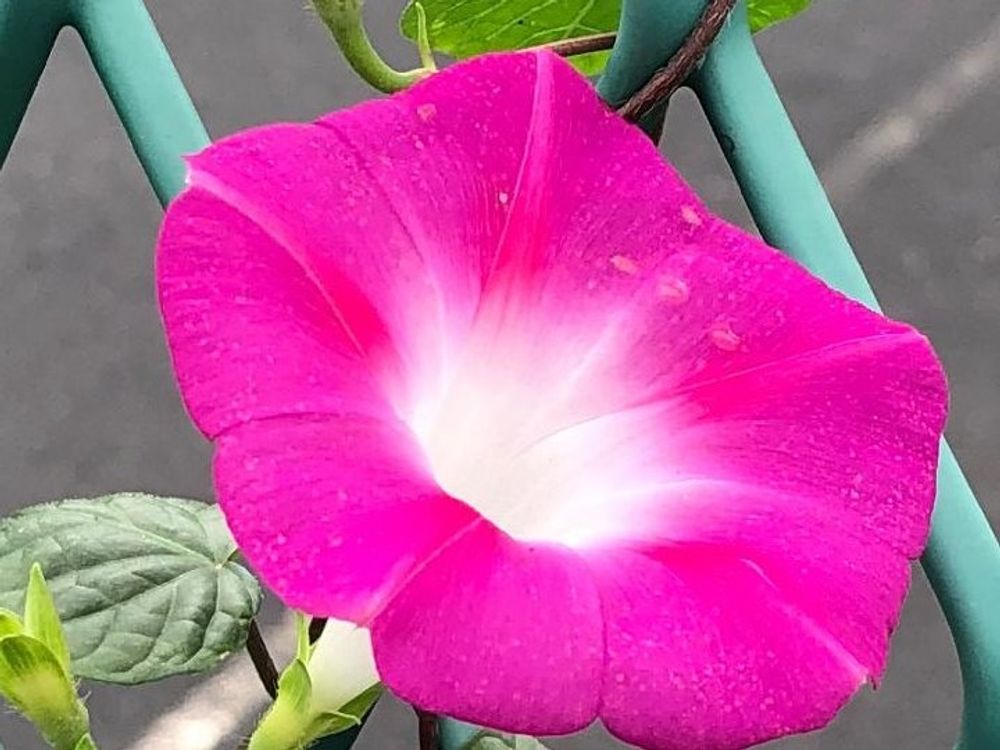 ノアサガオ(琉球朝顔)　ピンク色の花　水滴