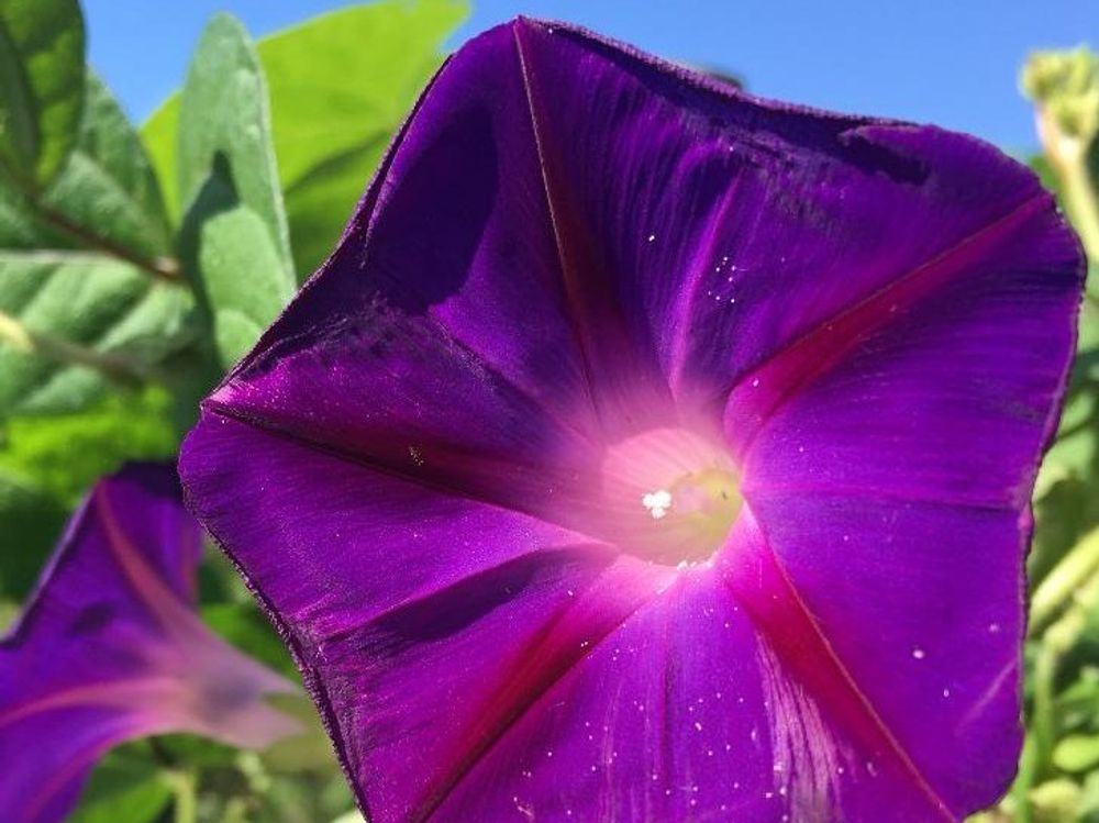 ノアサガオ(琉球朝顔)　紫色の花