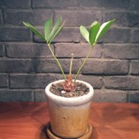 ザミアの育て方｜管理する温度や水やりのコツは？の画像