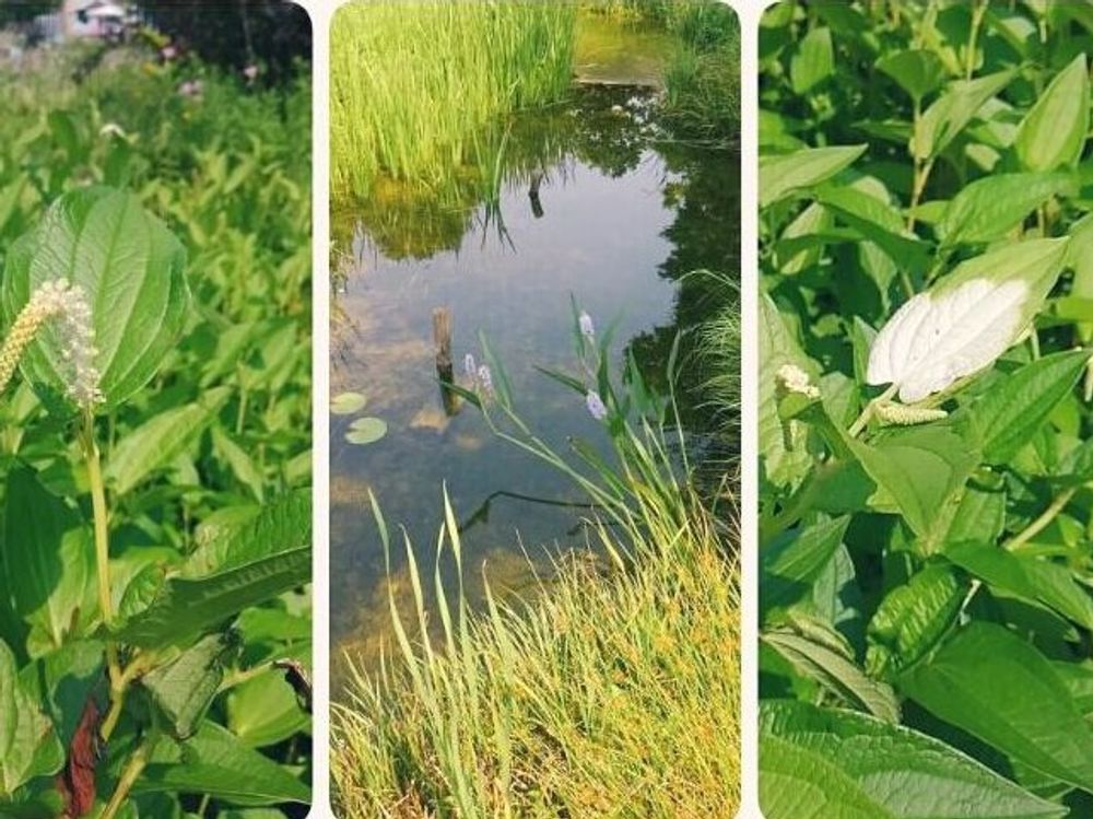 ハンゲショウ(半夏生)　水面