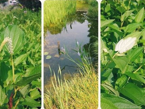 ハンゲショウ 半夏生 の育て方 植え付け場所は 白くならない原因は Greensnap グリーンスナップ