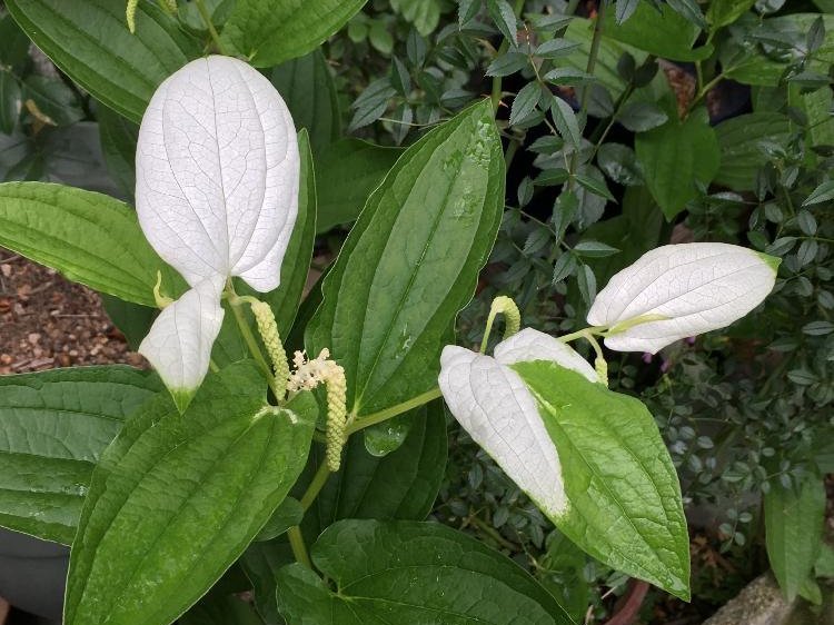 ハンゲショウ(半夏生)　白い葉