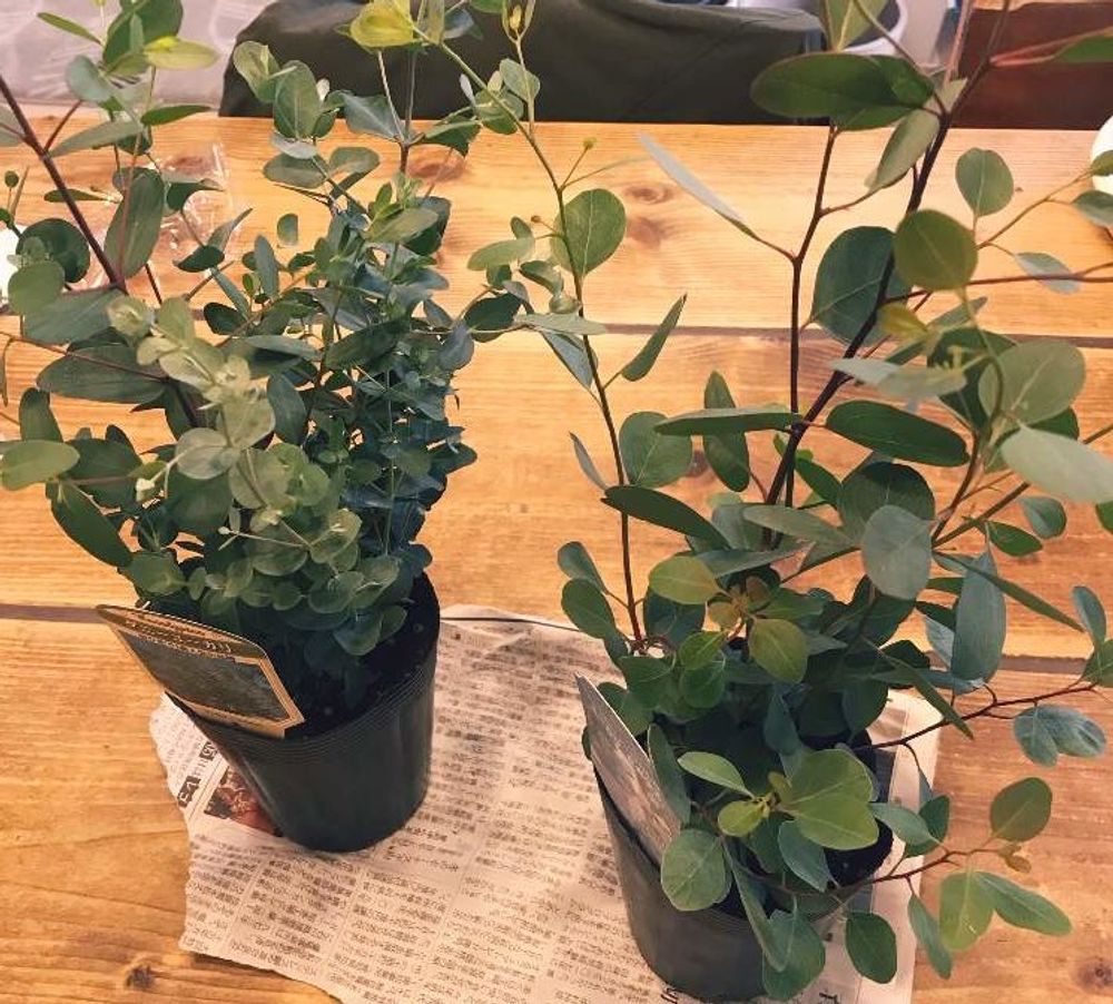 ユーカリ・グニーPhoto by もんりんさん