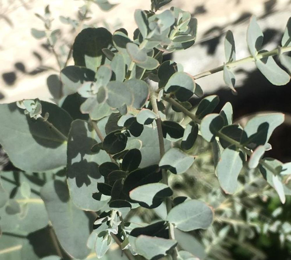 ユーカリ・グニーPhoto by もふもふさん