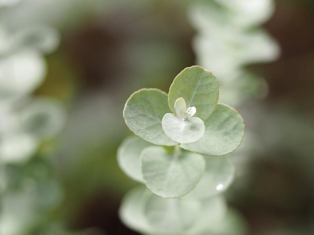 ユーカリ・グニーPhoto by だいすけさん