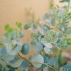 ユーカリの育て方｜地植え・鉢植えの違いは？室内に置いてもOK？の画像