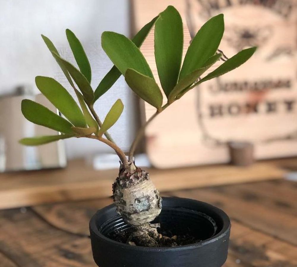 ザミアの画像 Photo by ginji_ryuuさん