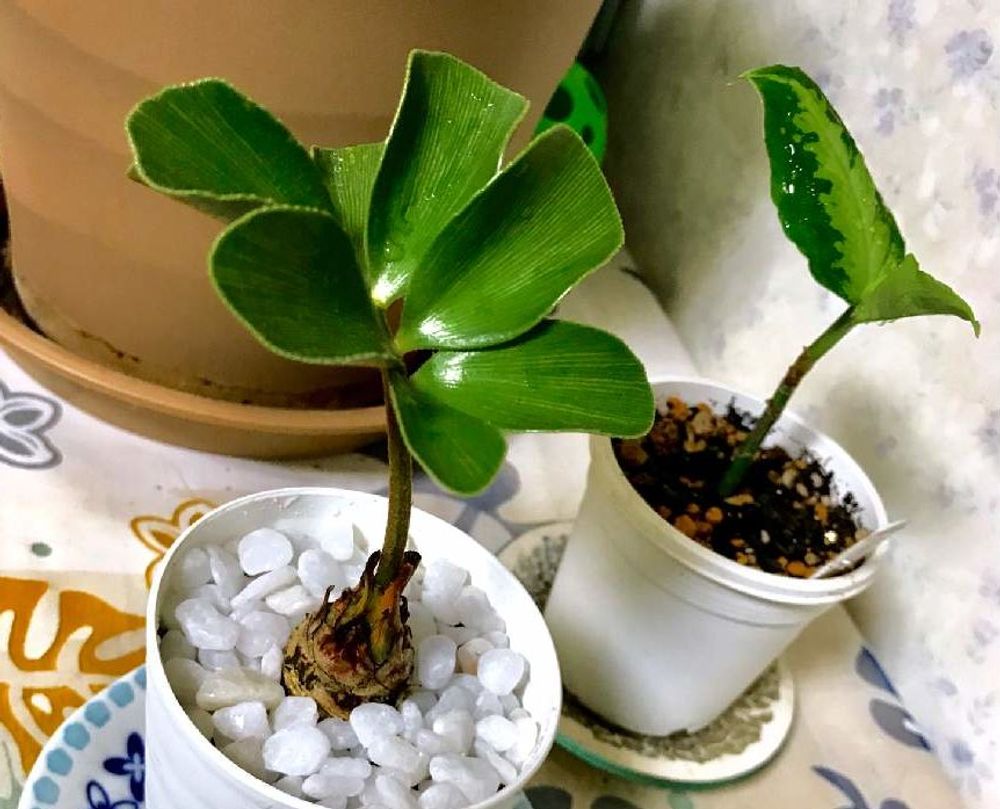 ザミアの画像 Photo by くるみさん