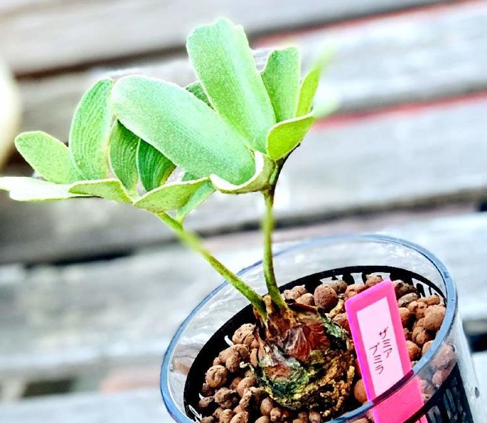 ザミア画像 Photo by リキオウさん