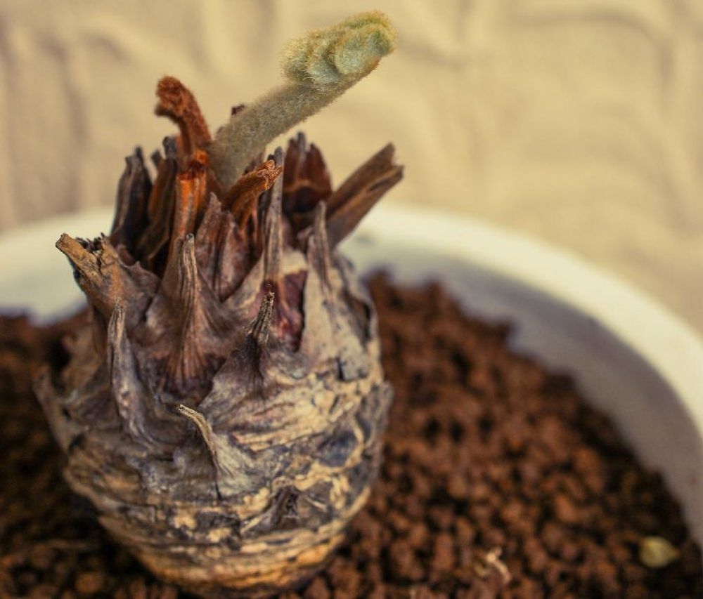 ザミアの画像 Photo by ぽかぽかなおさん