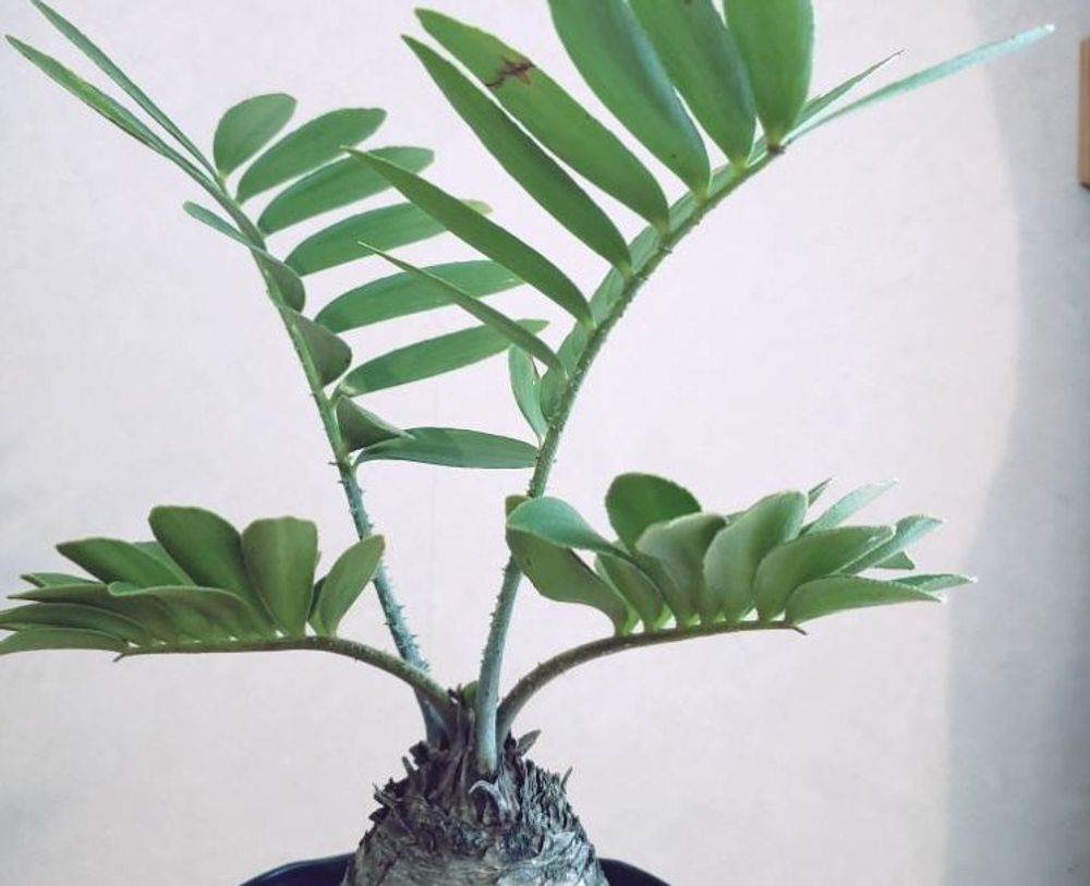 ザミアの画像 Photo by sepia+さん