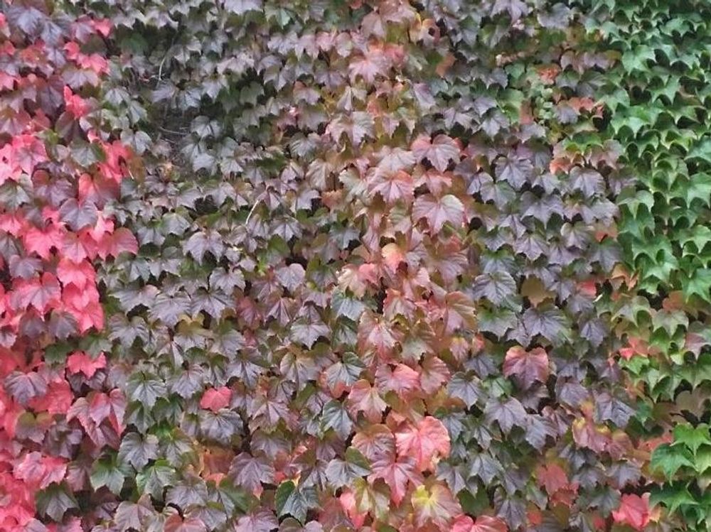 ツタ　赤い葉　緑色の葉