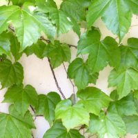 ツタの育て方｜水やりの仕方や増やし方は？の画像