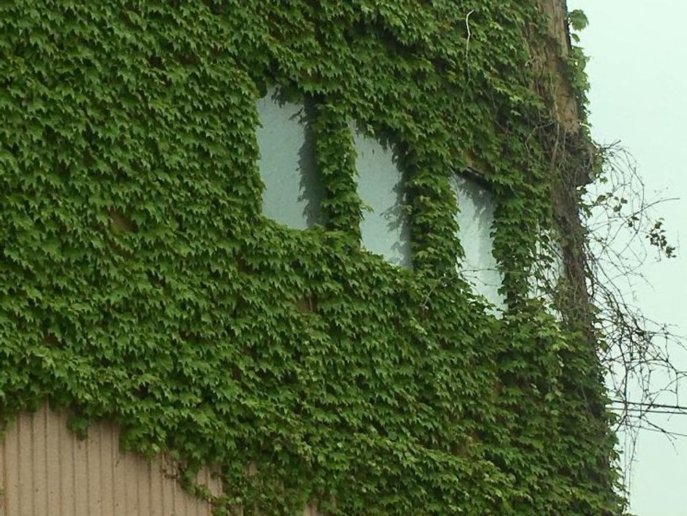 ツタ　グリーンカーテン