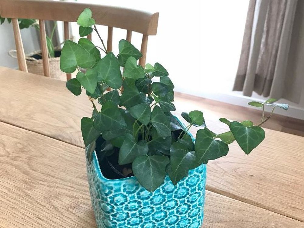 ツタ　鉢植え　葉