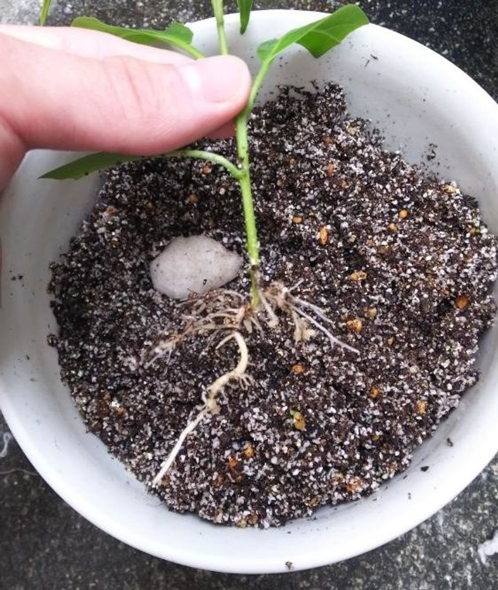 ナイトジャスミン Photo by ゲンズブールさん