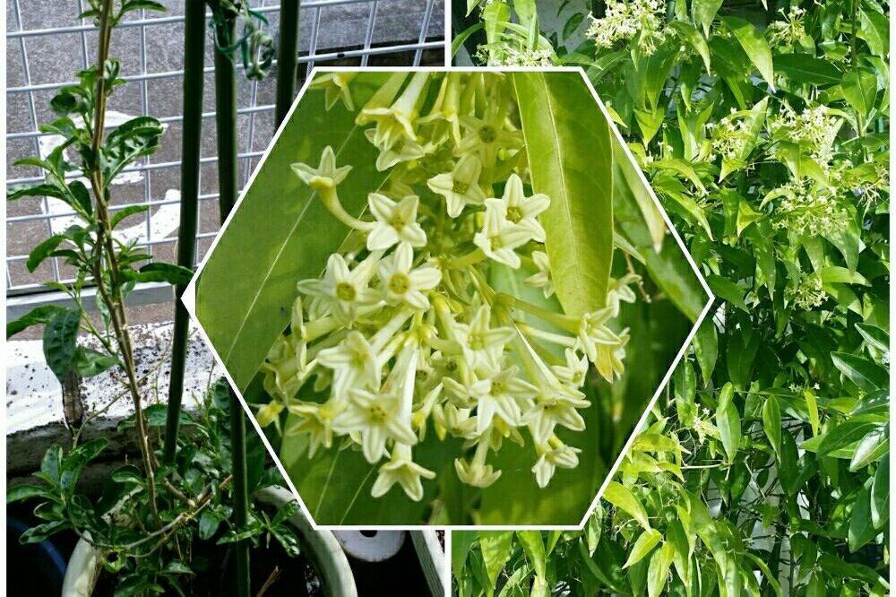 ナイトジャスミン Photo by もてちゃんさん