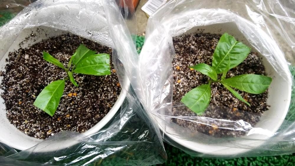 ナイトジャスミン Photo by ゲンズブールさん