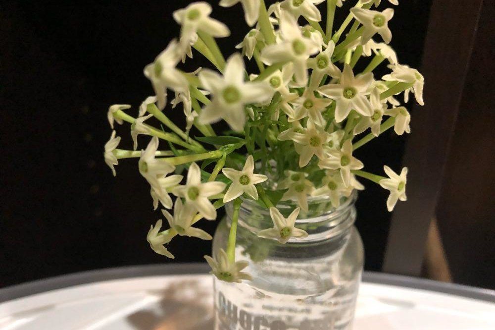 ナイトジャスミン Photo by Emilyさん