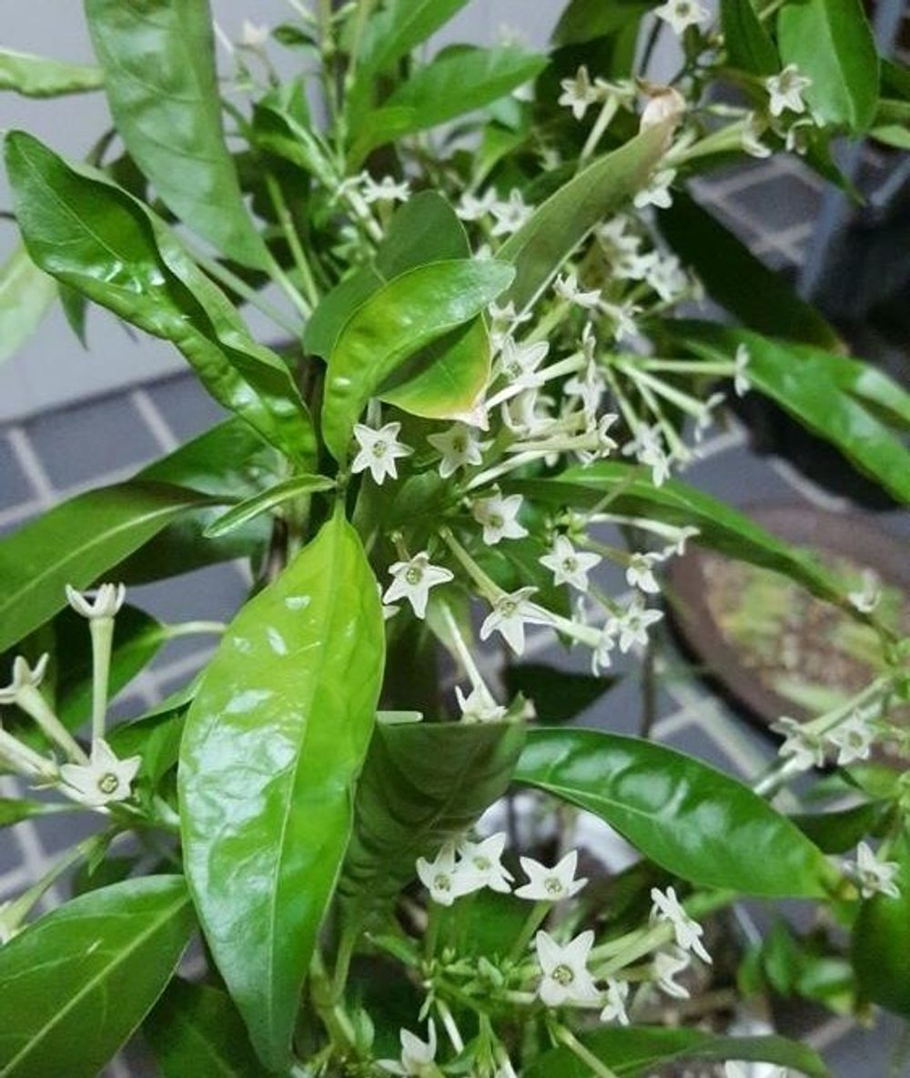 ナイトジャスミン Photo by rikuさん