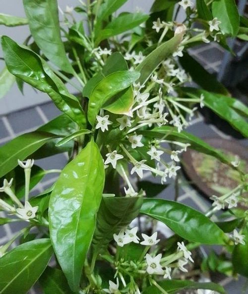 ナイトジャスミン 夜香木 の育て方 置き場所や水やりの仕方は Greensnap グリーンスナップ