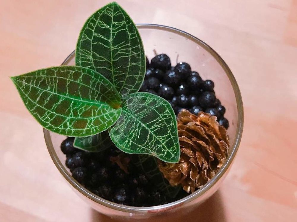 ジュエルオーキッド マコデスペトラ　ガラス容器　株