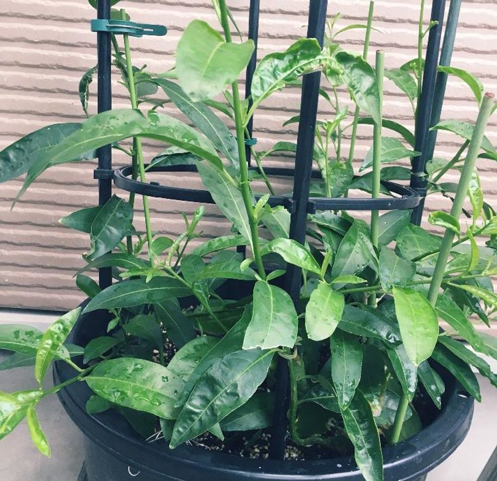 ナイトジャスミン Photo by Emilyさん