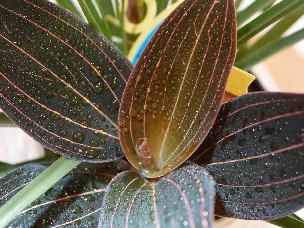 ホンコンシュスラン　黒い葉　水滴