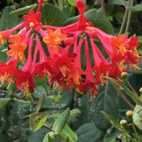 ツキヌキニンドウの育て方｜植え付けや植え替えの方法は？の画像