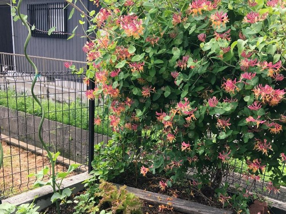 ツキヌキニンドウ　赤い花