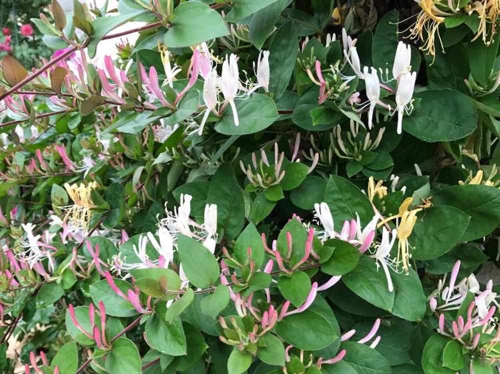 ハニーサックル　紅白の花