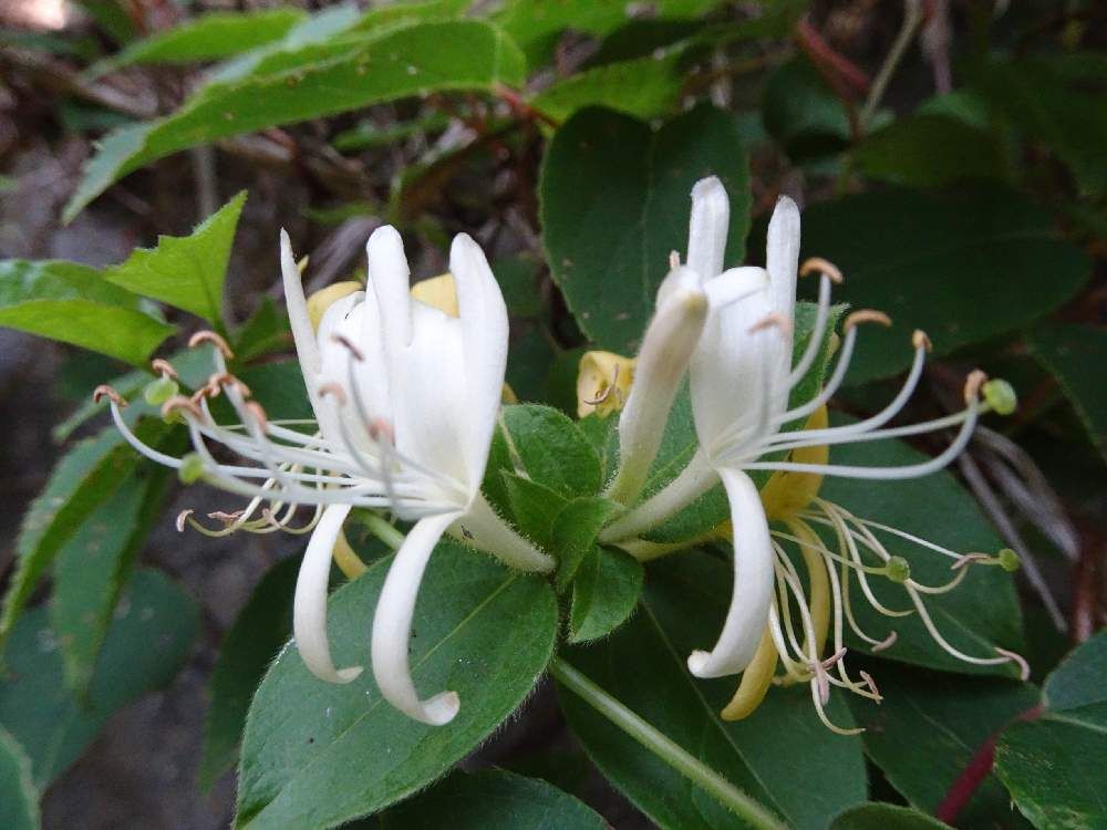 スイカズラ　白い花