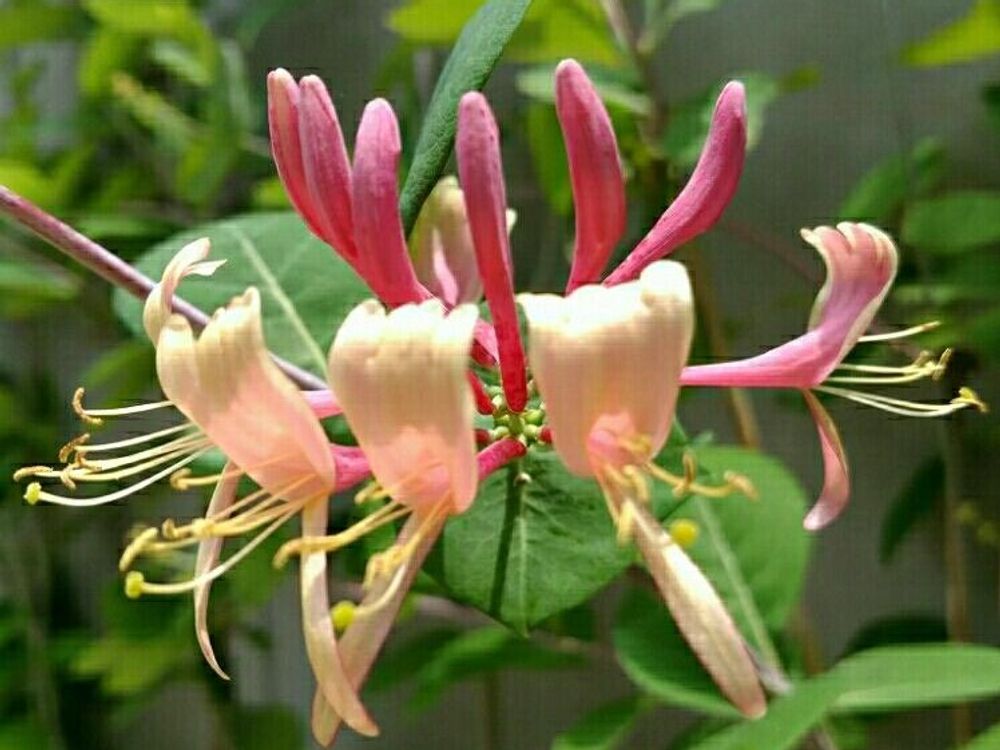 ゴールド・フレーム　赤い花