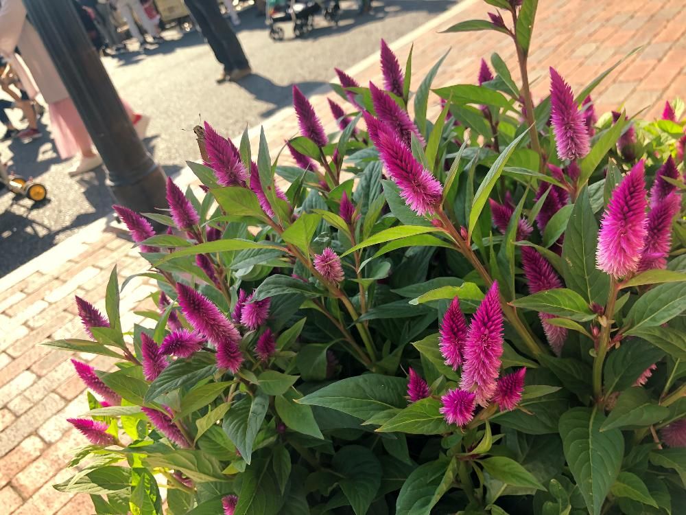 セロシア・スマートルックレッド　紫色の花