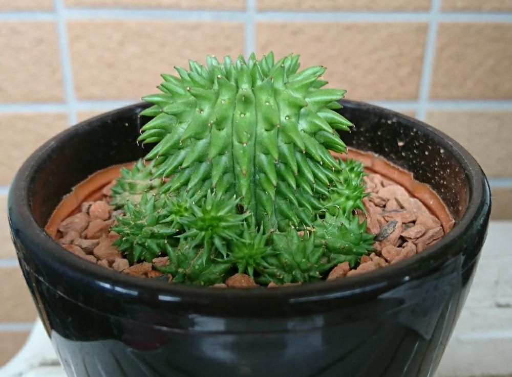 ユーフォルビア・スザンナエ　Photo by あいさん