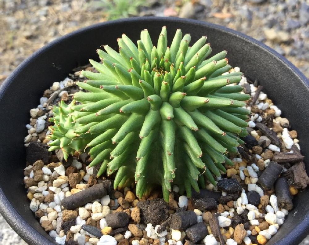 ユーフォルビア・スザンナエ　Photo by curio_1649さん