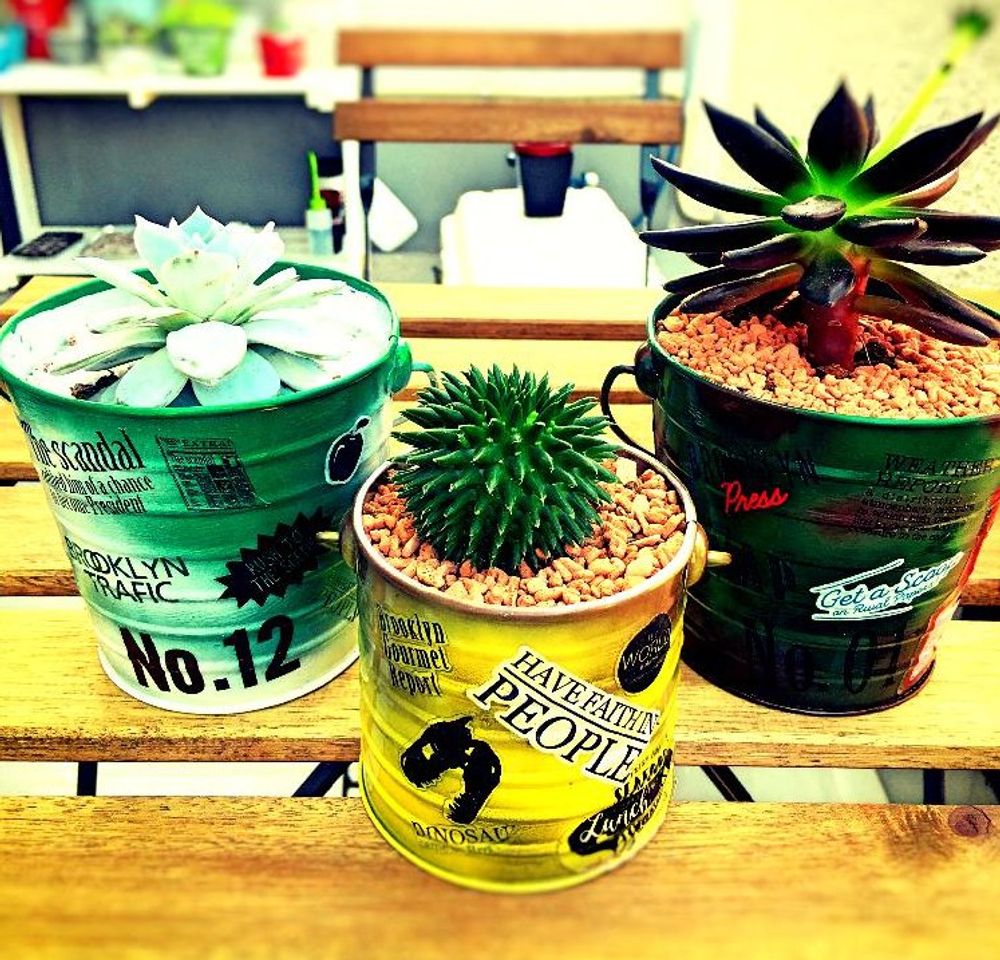 ユーフォルビア・スザンナエ　Photo by リキオウさん