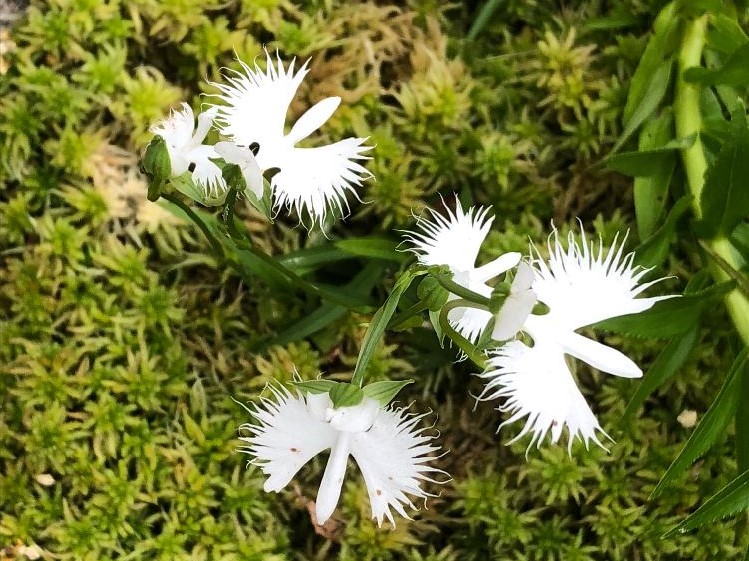 サギソウ　白い花