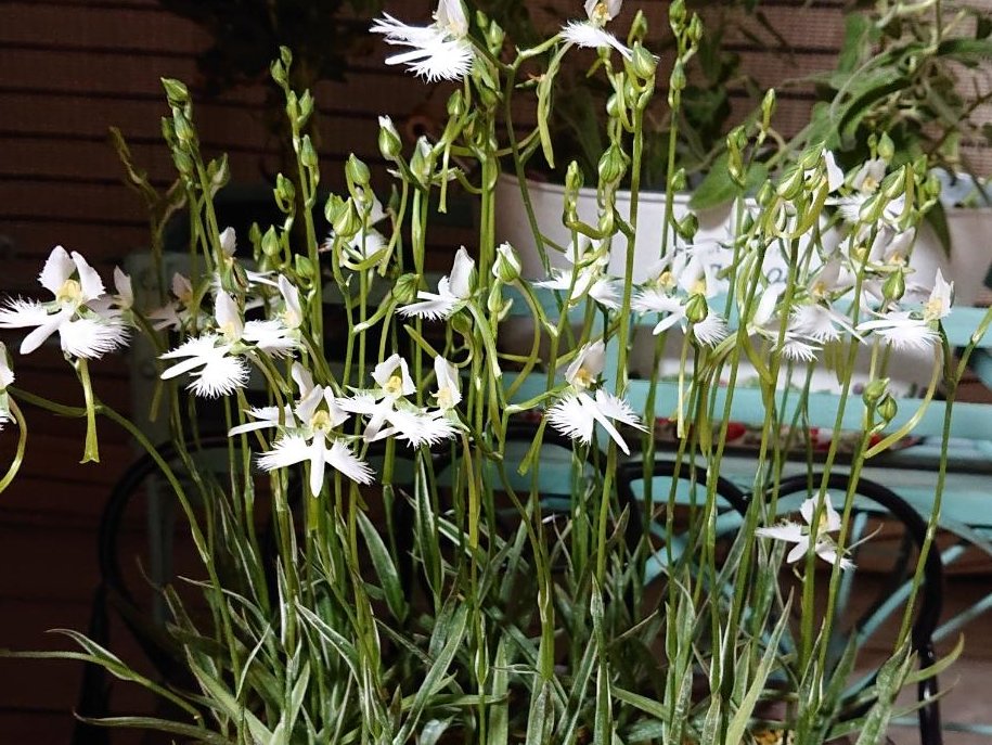 サギソウ　鉢植え　白い花