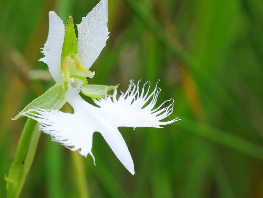 サギソウ　白い花