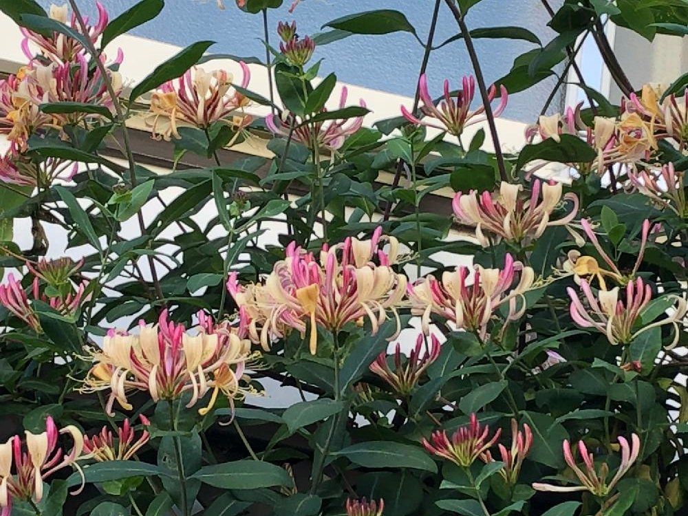 エレガンス(月影)　赤い花