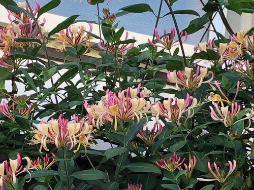 ツキヌキニンドウの育て方 植え付けや植え替えの方法は Greensnap グリーンスナップ